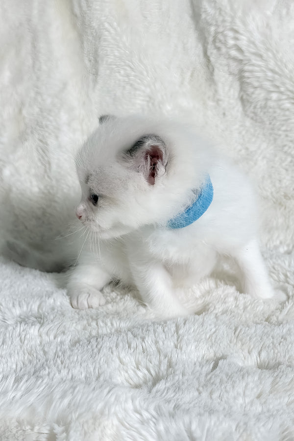 Winston | Ragdoll Kitten