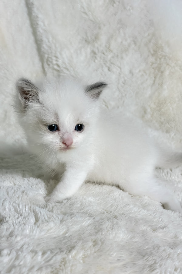 Winston | Ragdoll Kitten
