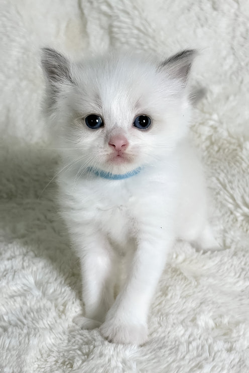 Winston | Ragdoll Kitten