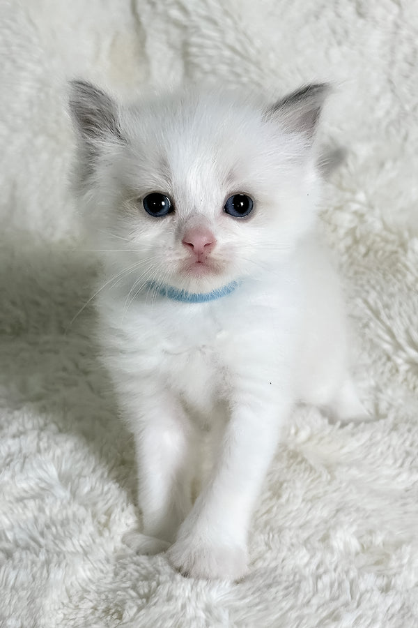 Winston | Ragdoll Kitten