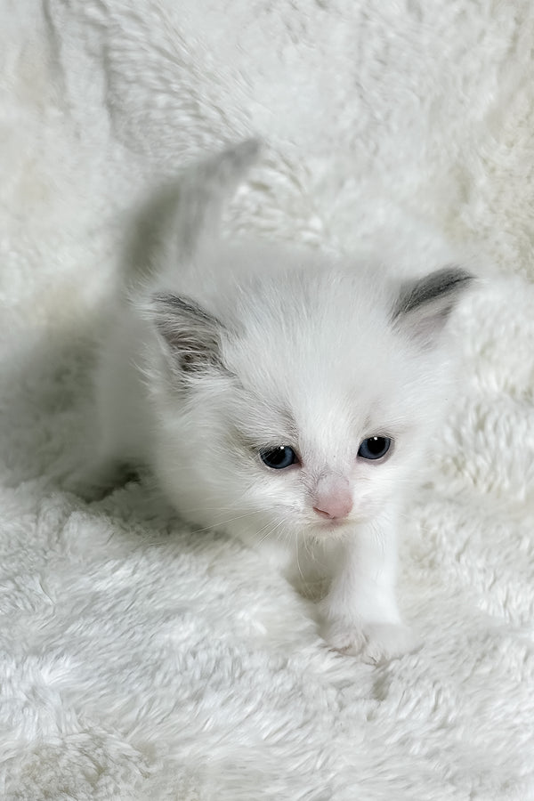 Winston | Ragdoll Kitten