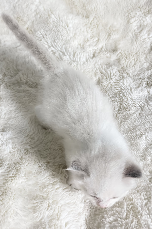Winston | Ragdoll Kitten