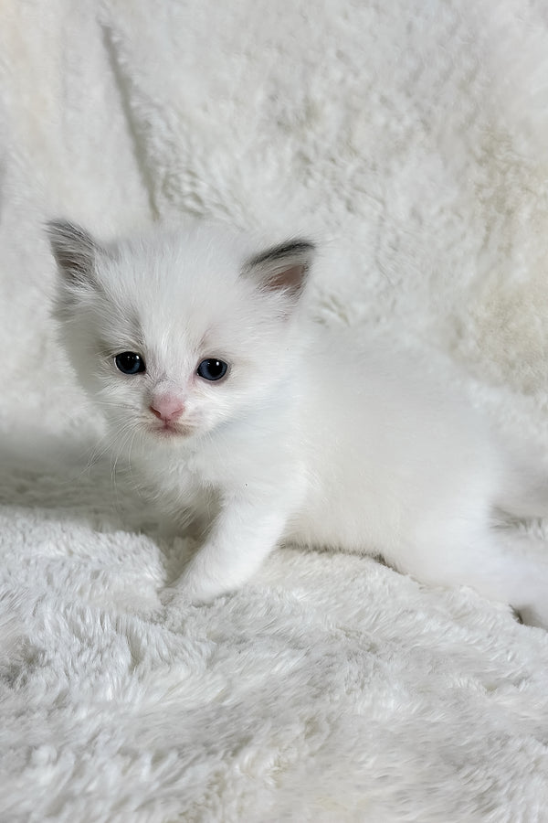 Winston | Ragdoll Kitten