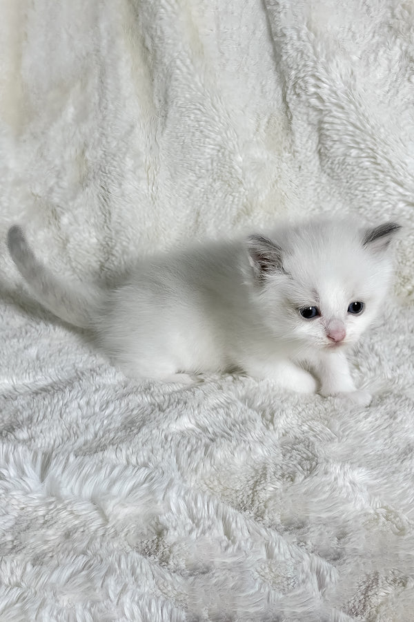 Winston | Ragdoll Kitten