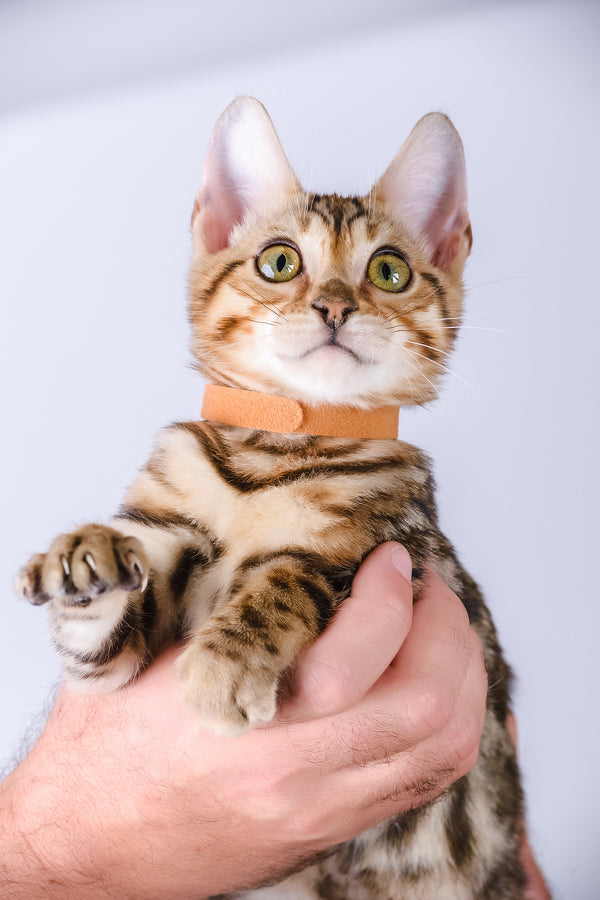 Woody | Bengal Kitten