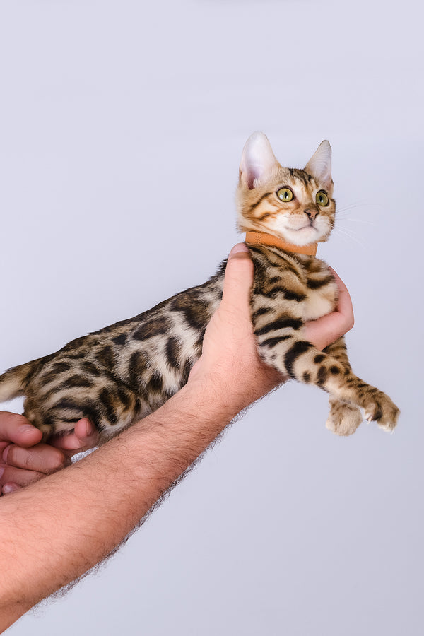 Woody | Bengal Kitten