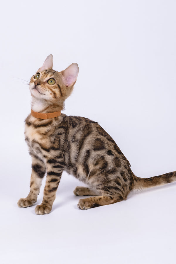 Woody | Bengal Kitten