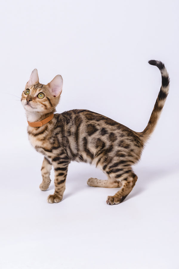 Woody | Bengal Kitten