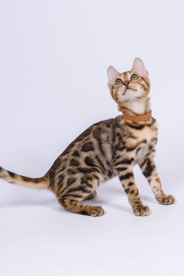 Woody | Bengal Kitten