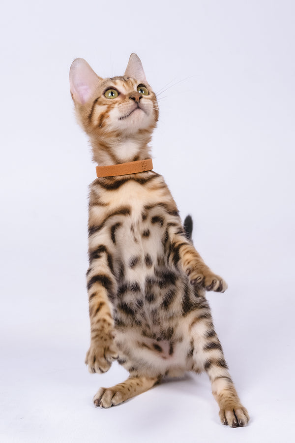 Woody | Bengal Kitten