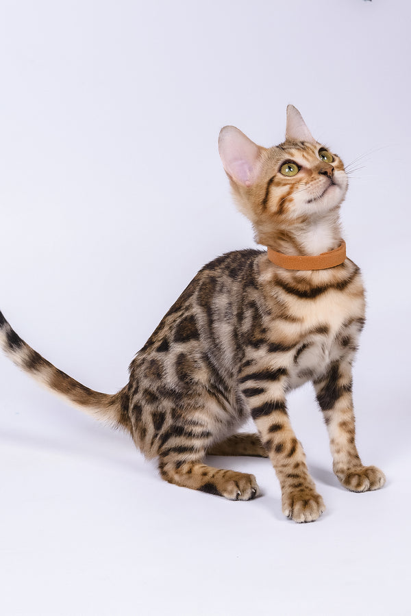 Woody | Bengal Kitten