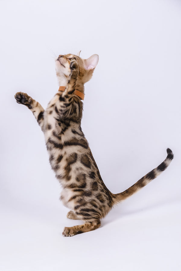 Woody | Bengal Kitten