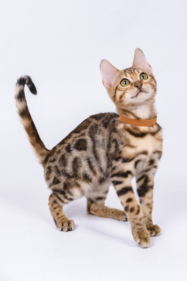 Woody | Bengal Kitten
