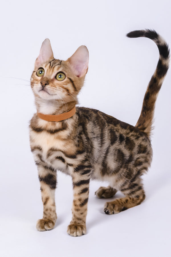 Woody | Bengal Kitten