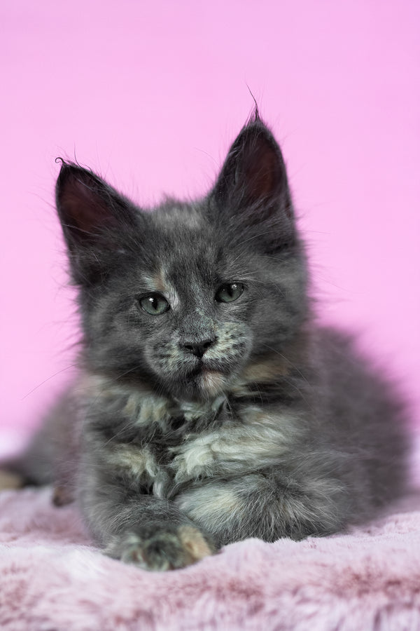 Riddle | Maine Coon Kitten