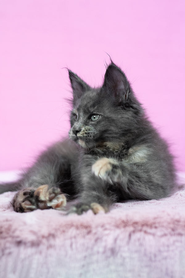 Riddle | Maine Coon Kitten