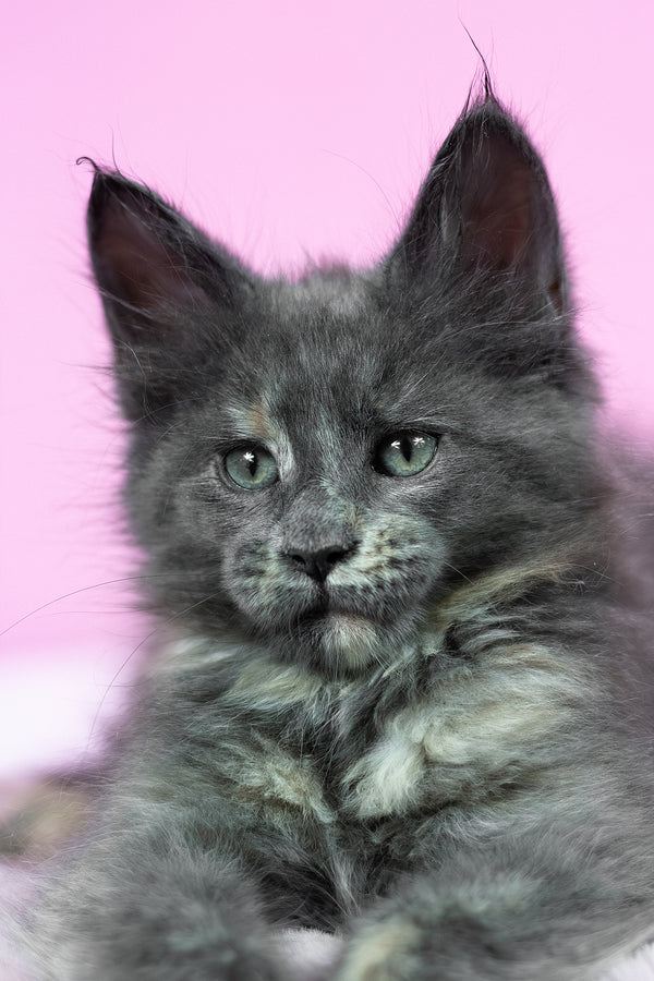 Riddle | Maine Coon Kitten