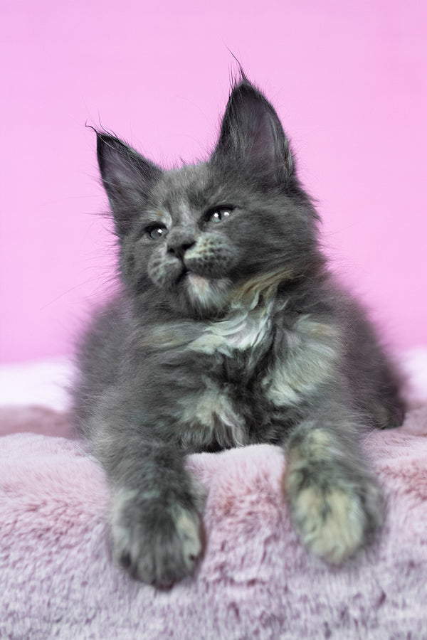 Riddle | Maine Coon Kitten