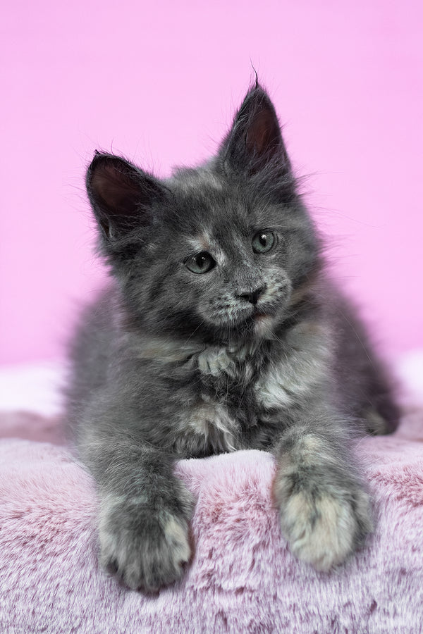 Riddle | Maine Coon Kitten