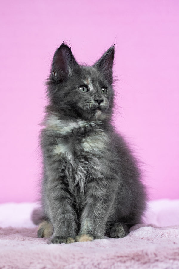 Riddle | Maine Coon Kitten