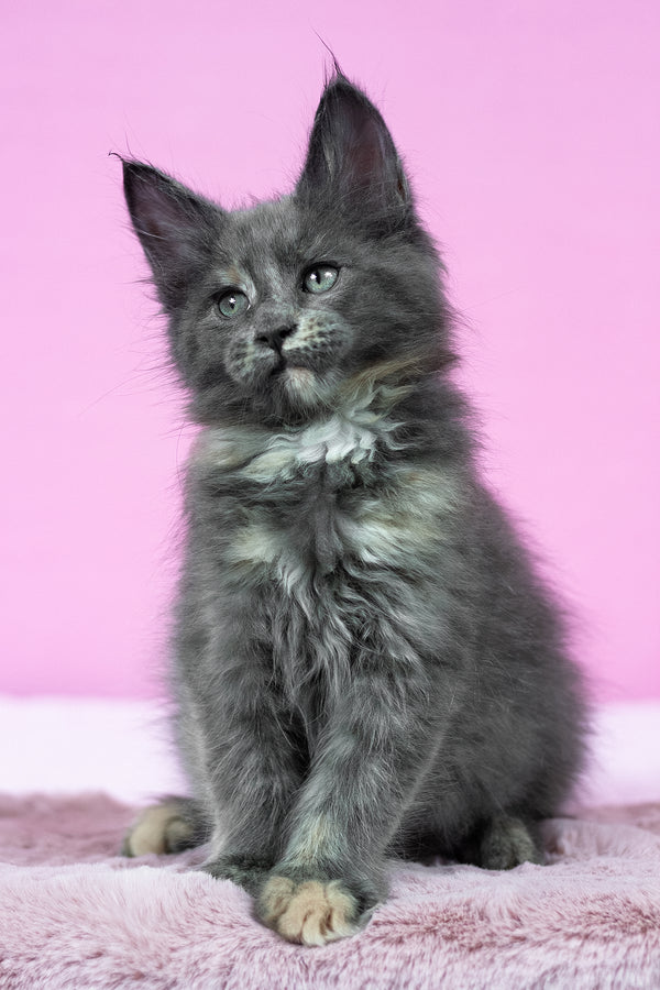 Riddle | Maine Coon Kitten