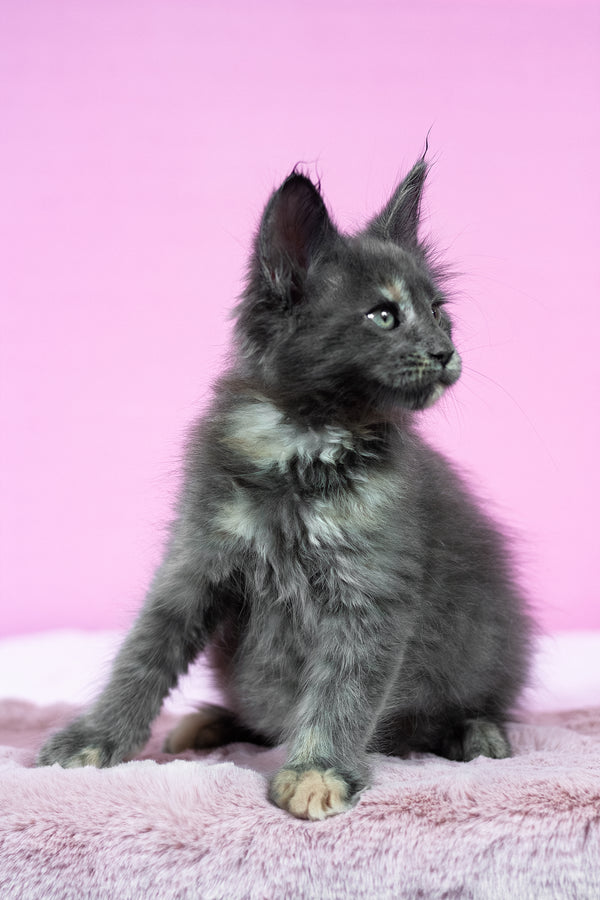 Riddle | Maine Coon Kitten