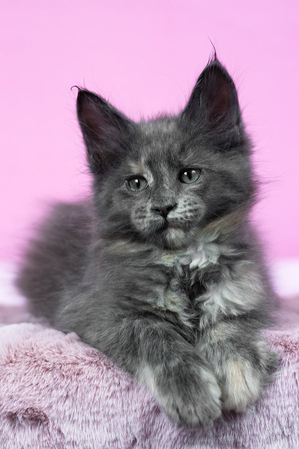 Riddle | Maine Coon Kitten