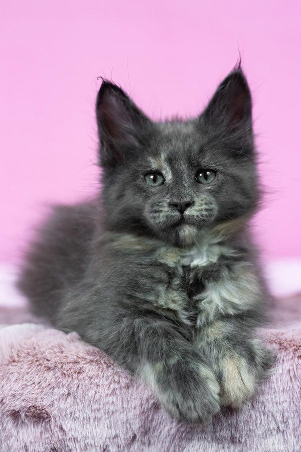 Riddle | Maine Coon Kitten