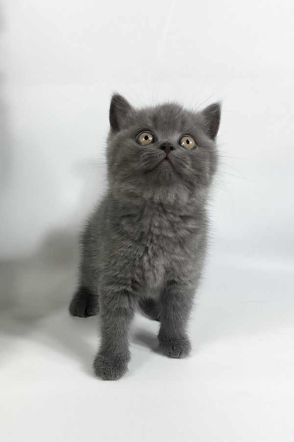 Xanti | British Shorthair Kitten