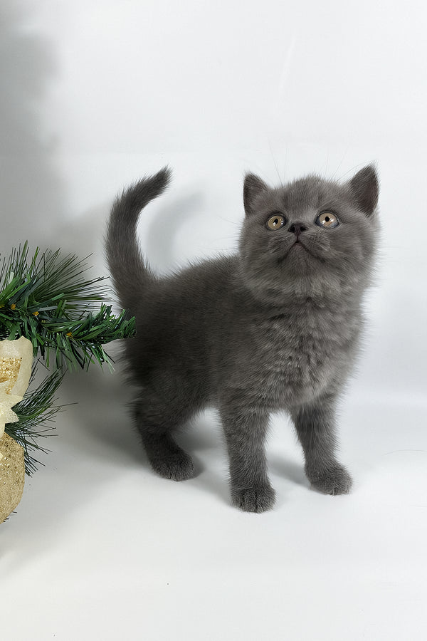 Xanti | British Shorthair Kitten