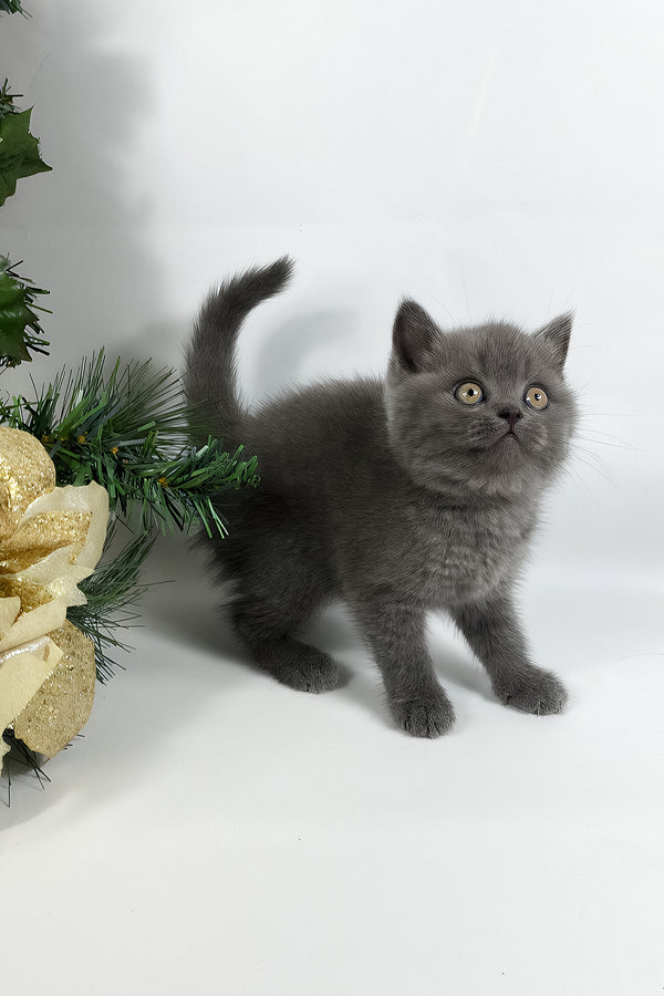 Xanti | British Shorthair Kitten