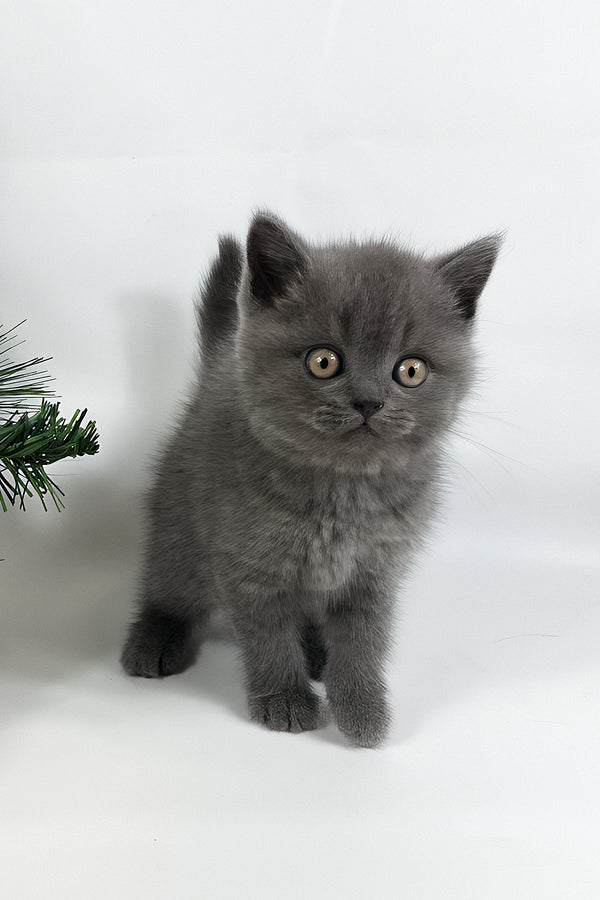 Xanti | British Shorthair Kitten