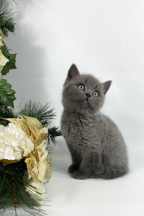 Xanti | British Shorthair Kitten