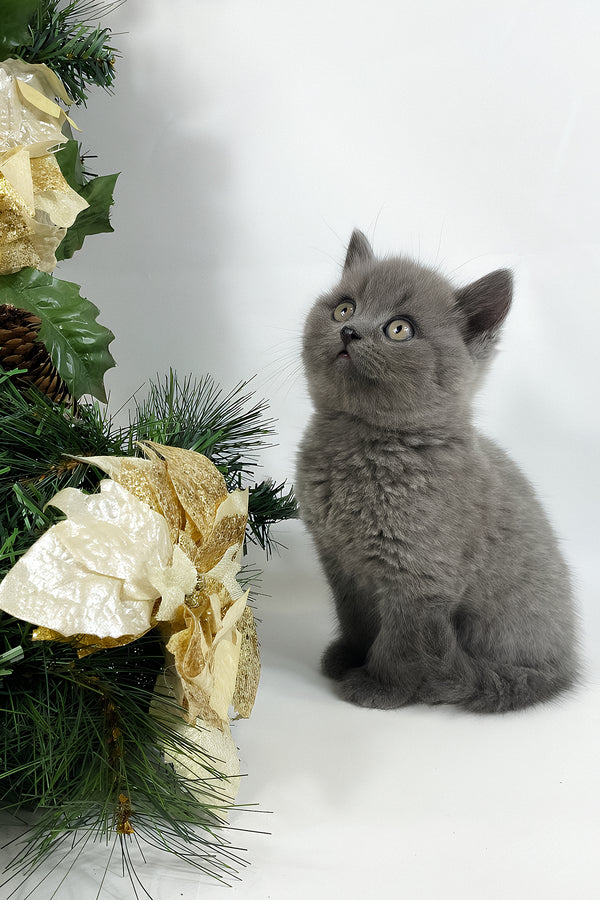 Xanti | British Shorthair Kitten
