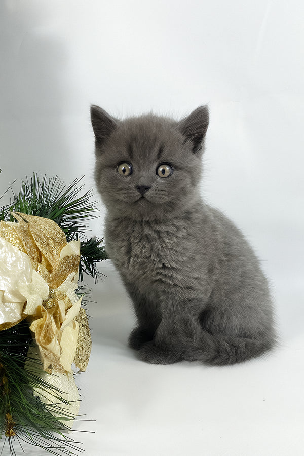 Xanti | British Shorthair Kitten