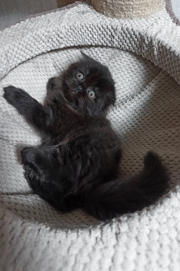 Xavier | Scottish Fold Longhair Kitten