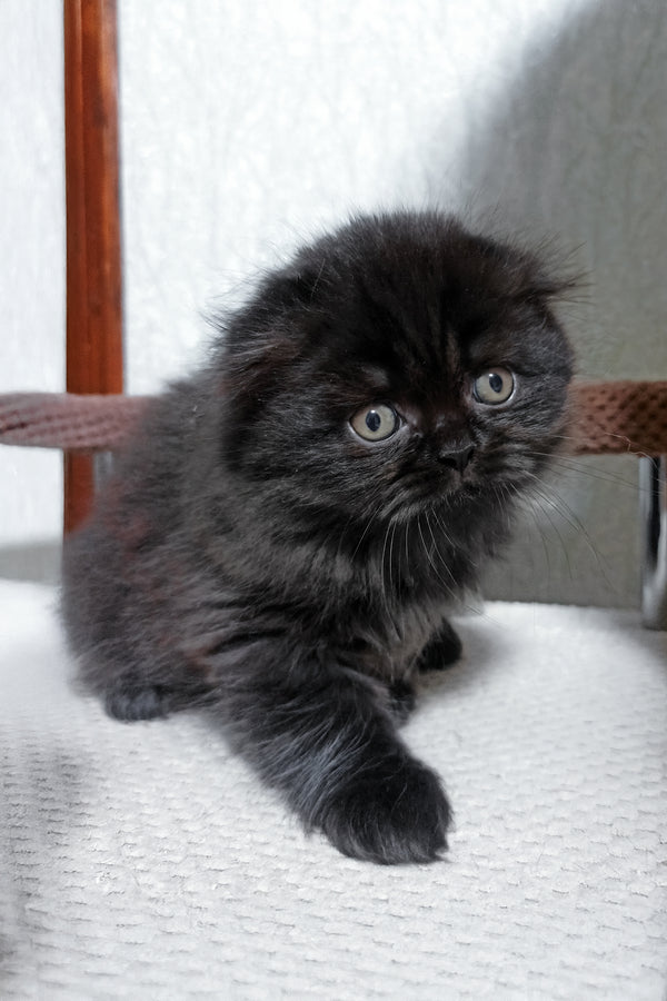 Xavier | Scottish Fold Longhair Kitten