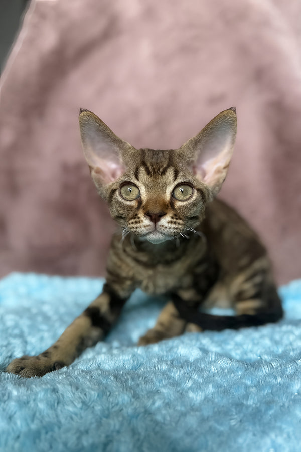 Xiaomi | Devon Rex Kitten
