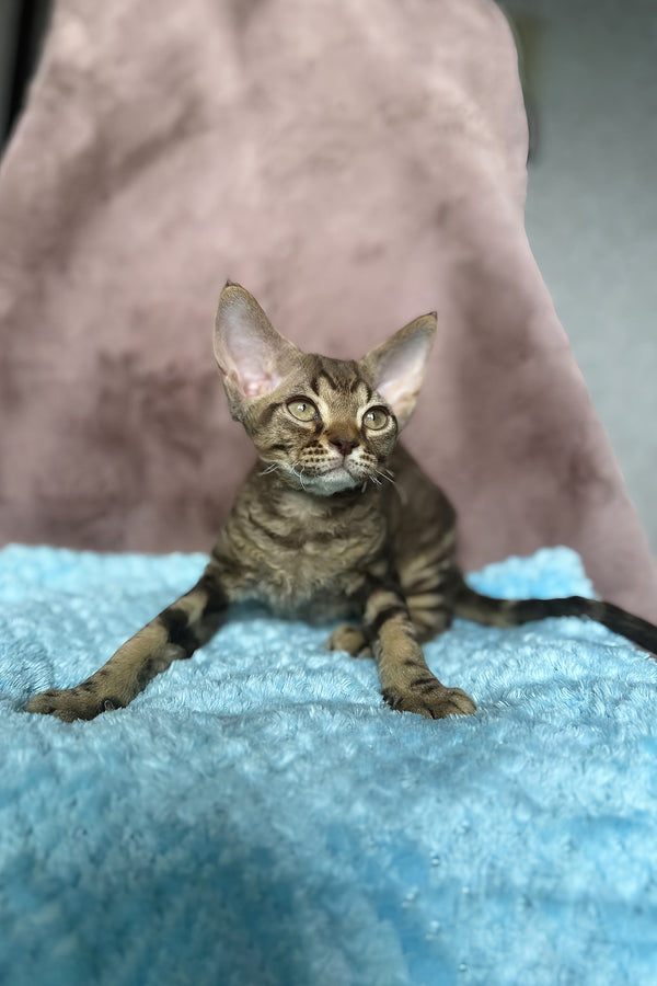Xiaomi | Devon Rex Kitten