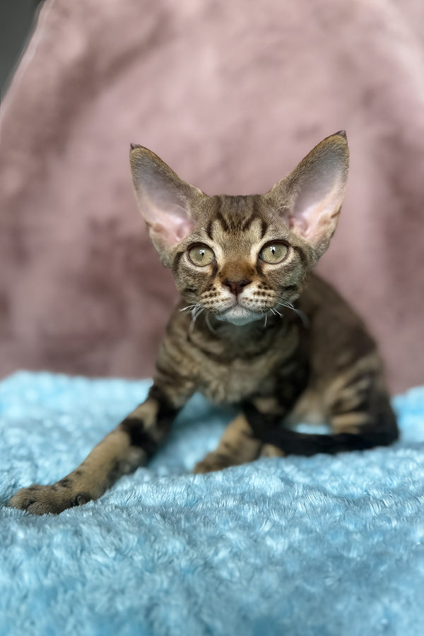 Xiaomi | Devon Rex Kitten