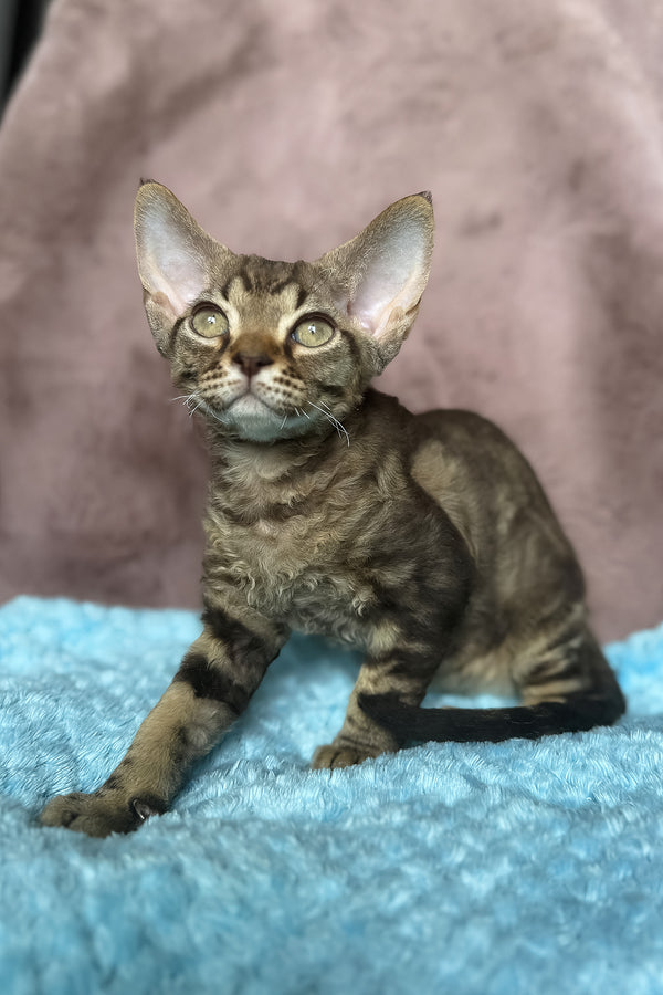 Xiaomi | Devon Rex Kitten