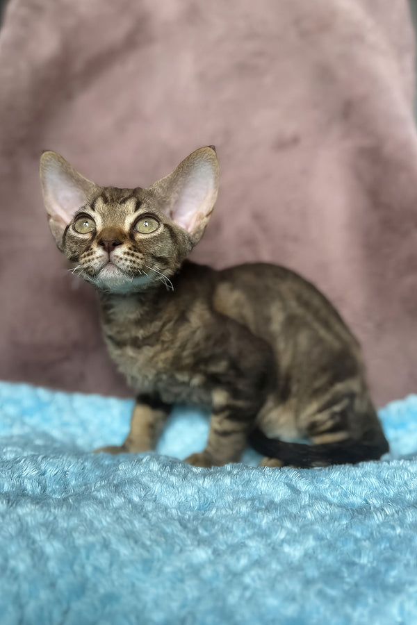 Xiaomi | Devon Rex Kitten