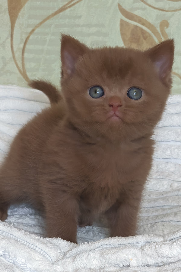 Xolo | British Shorthair Kitten