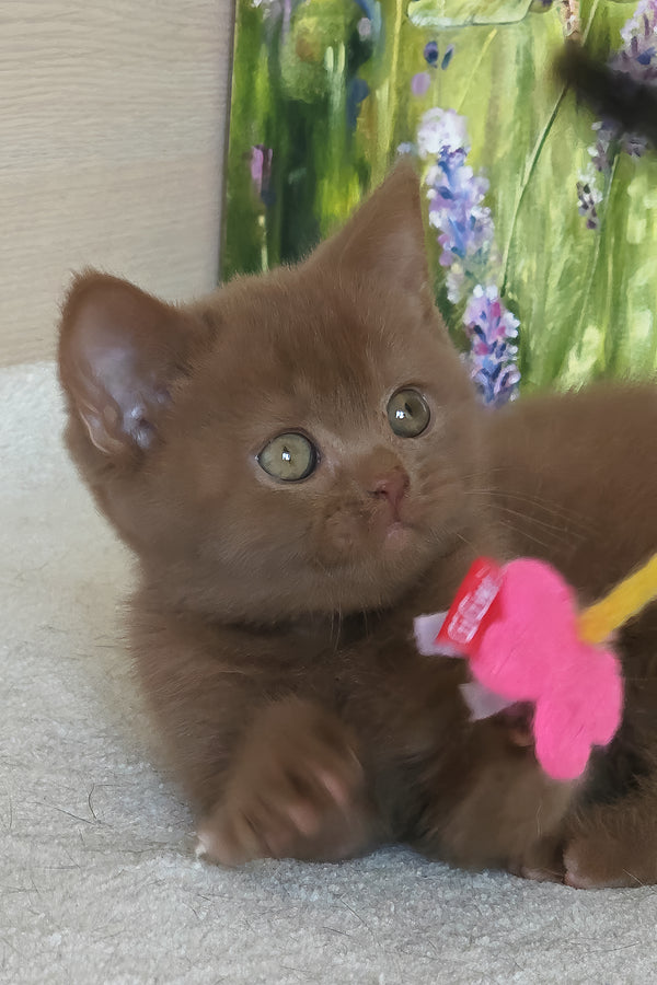 Xolo | British Shorthair Kitten
