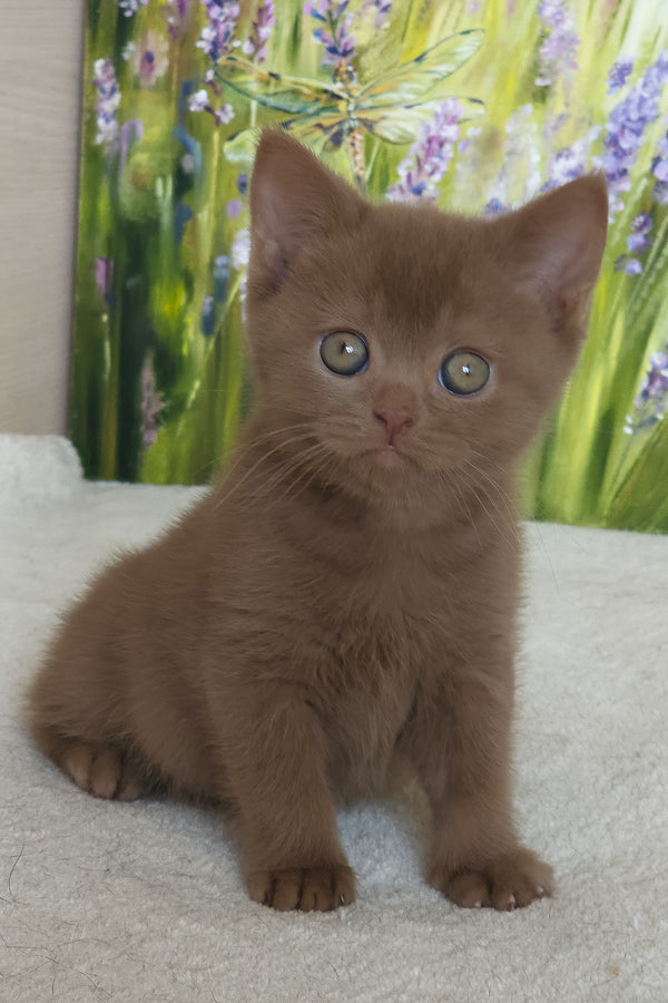 Xolo | British Shorthair Kitten