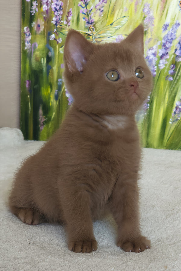 Xolo | British Shorthair Kitten