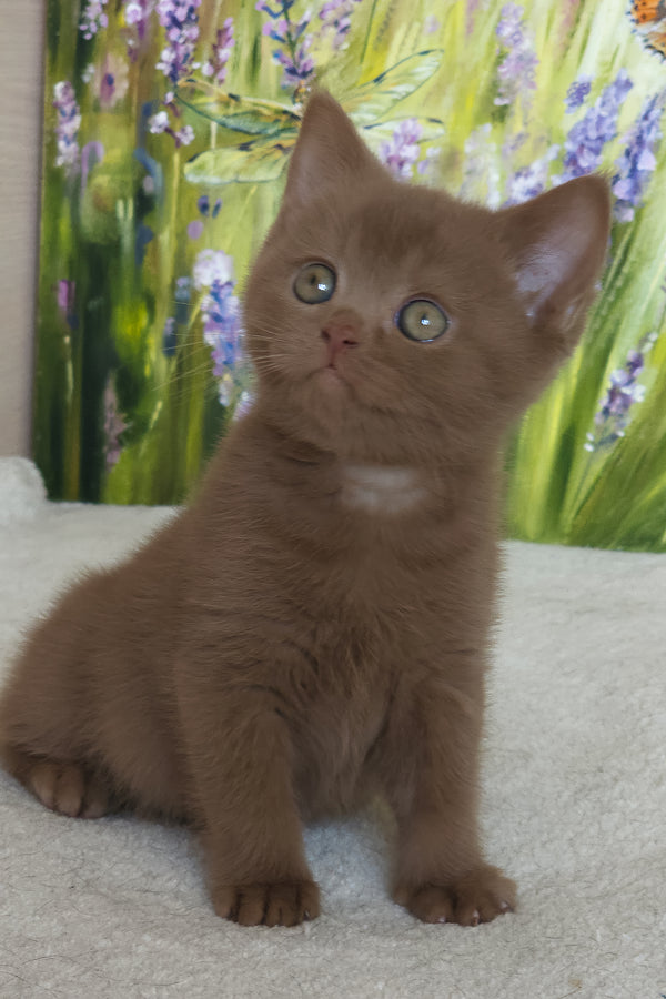 Xolo | British Shorthair Kitten