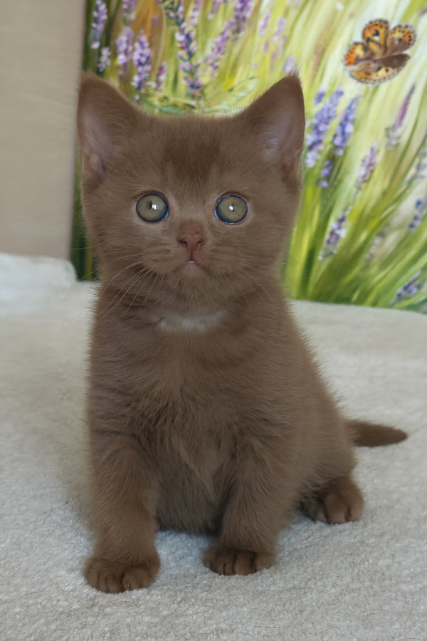 Xolo | British Shorthair Kitten