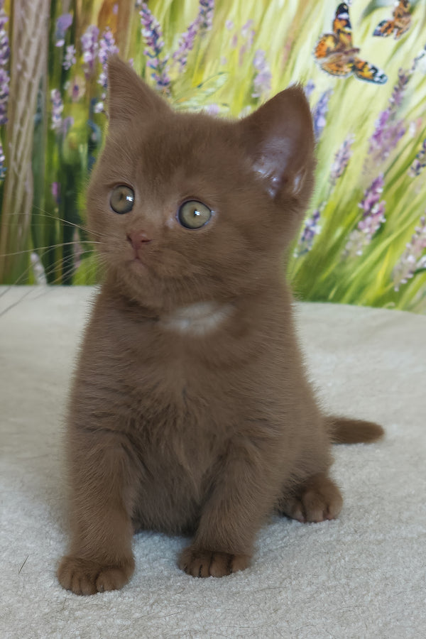 Xolo | British Shorthair Kitten