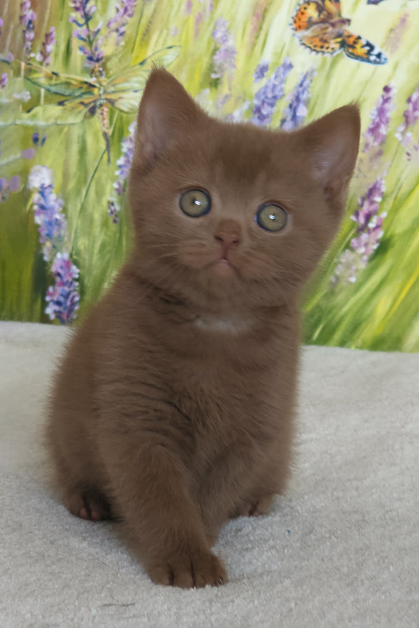 Xolo | British Shorthair Kitten